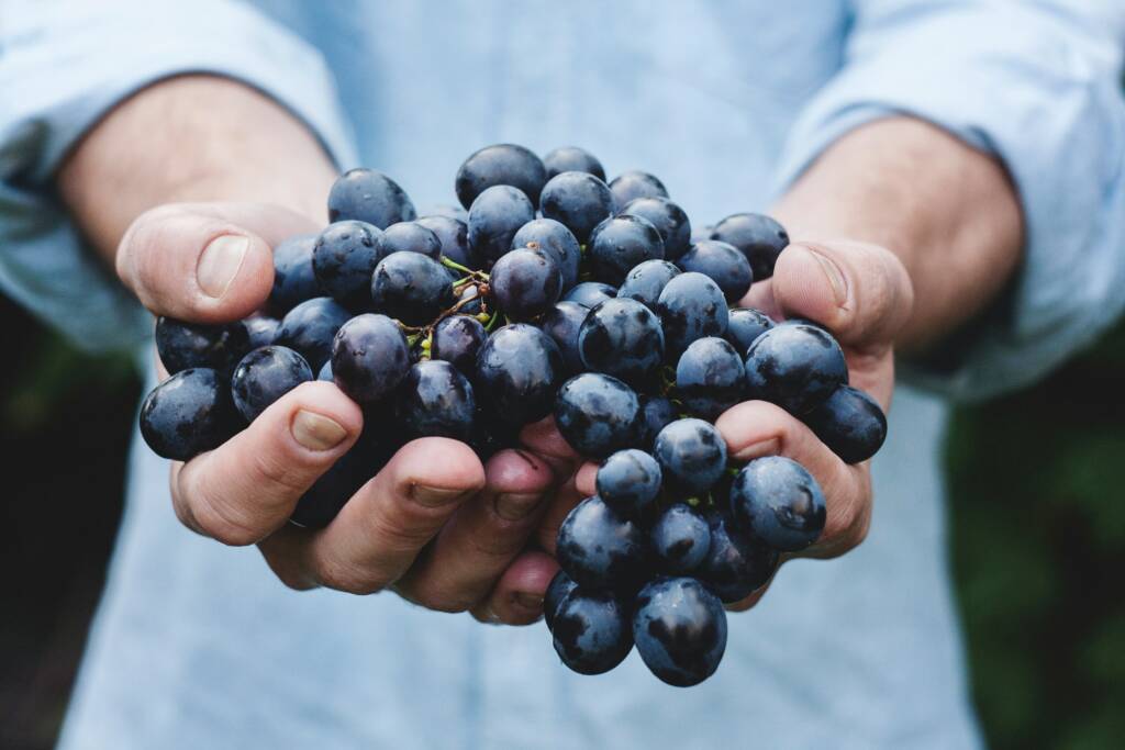 Hands holding freshly picked grapes