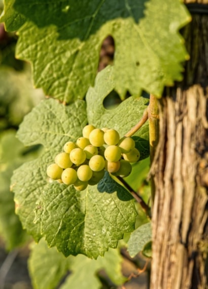 Wine tasting at O So Good Winery